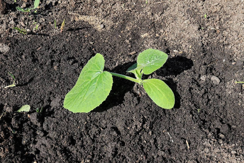 Zucchini Seedling